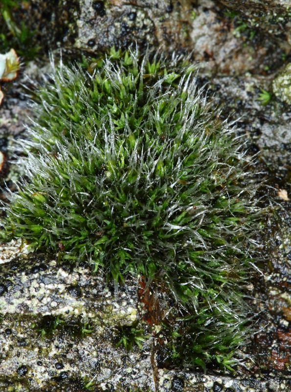 Coscinodon cribrosus